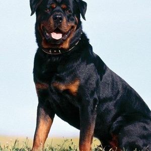 Meet your Posher, Luis alberto